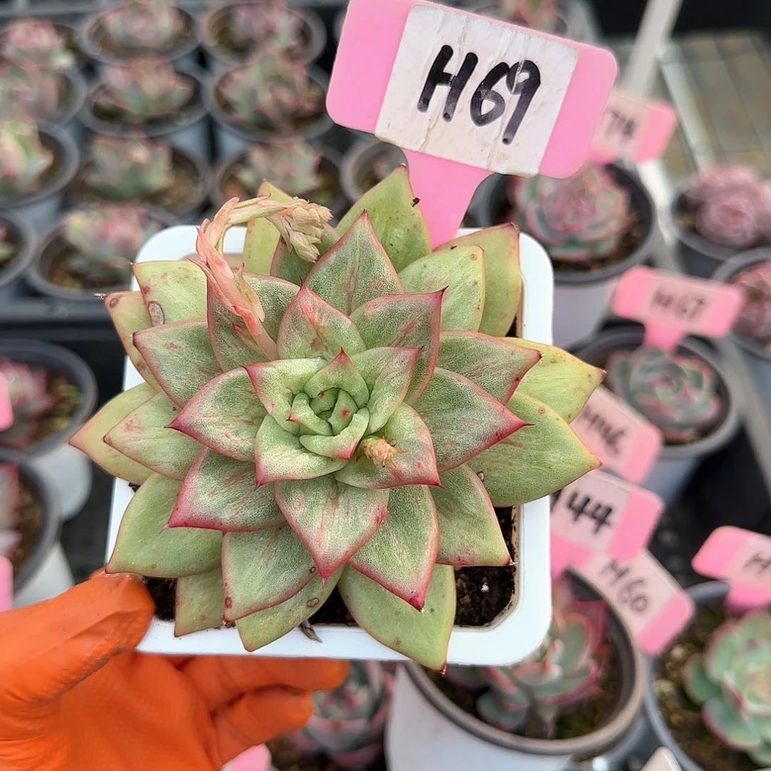 _*张H69蔷薇多肉单头