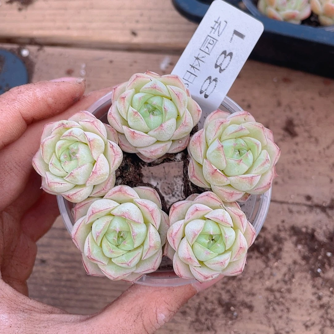 多肉植物多肉植物881