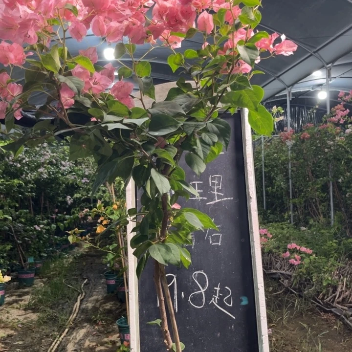 无花朵三角梅三角梅1105