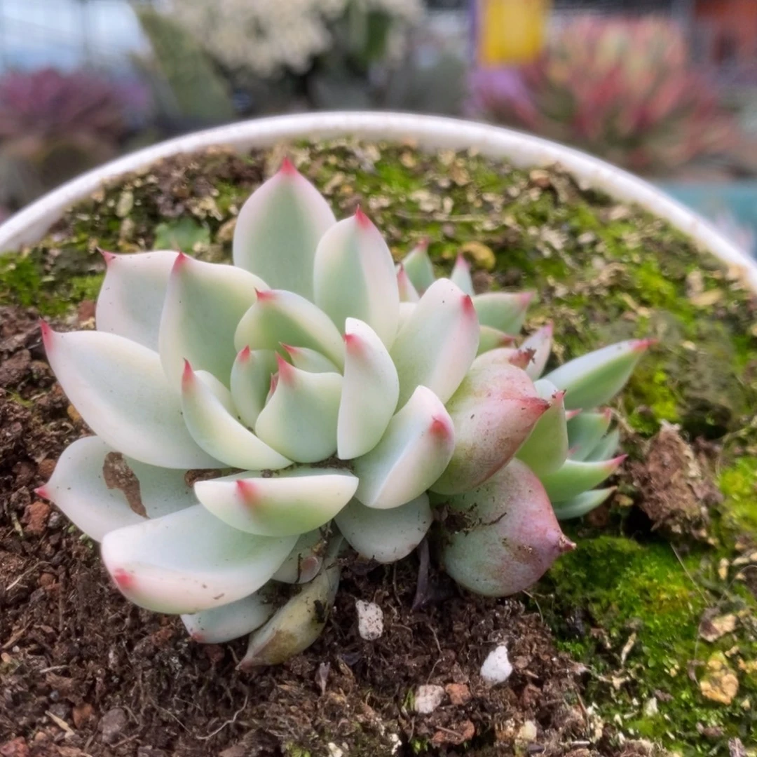 034锦锦锦锦锦锦锦年