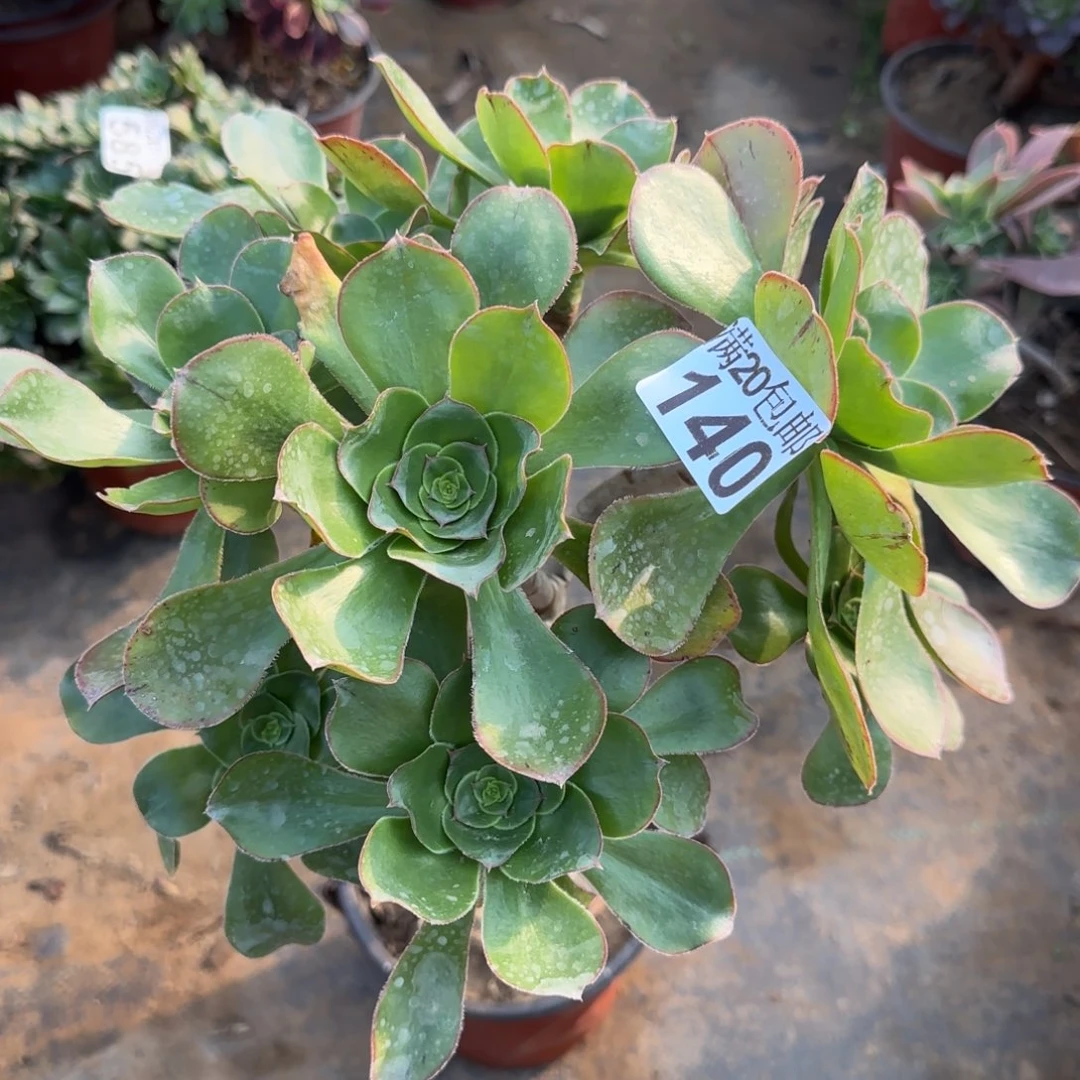 艳姿140满20包邮断枝不包