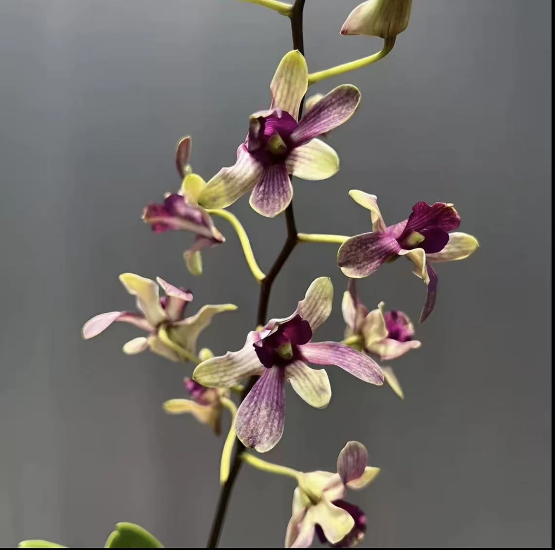 贵妃石斛兰秋石斛带花带花苞发货