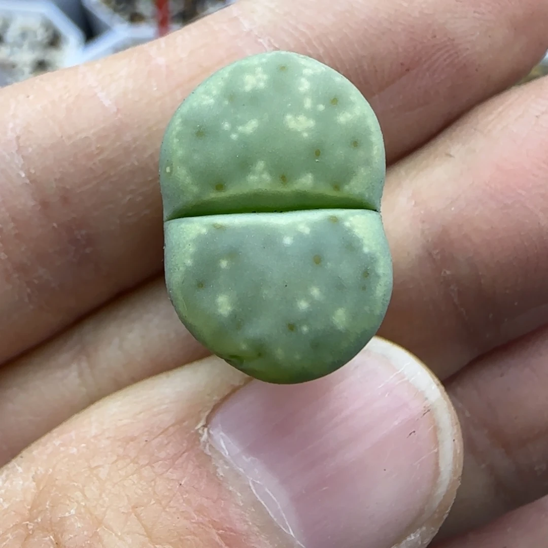 752 清框福利30包邮