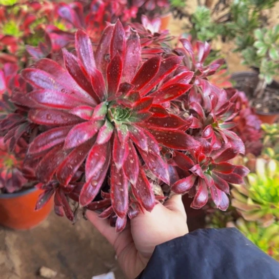 孔雀锦9.9多肉植物