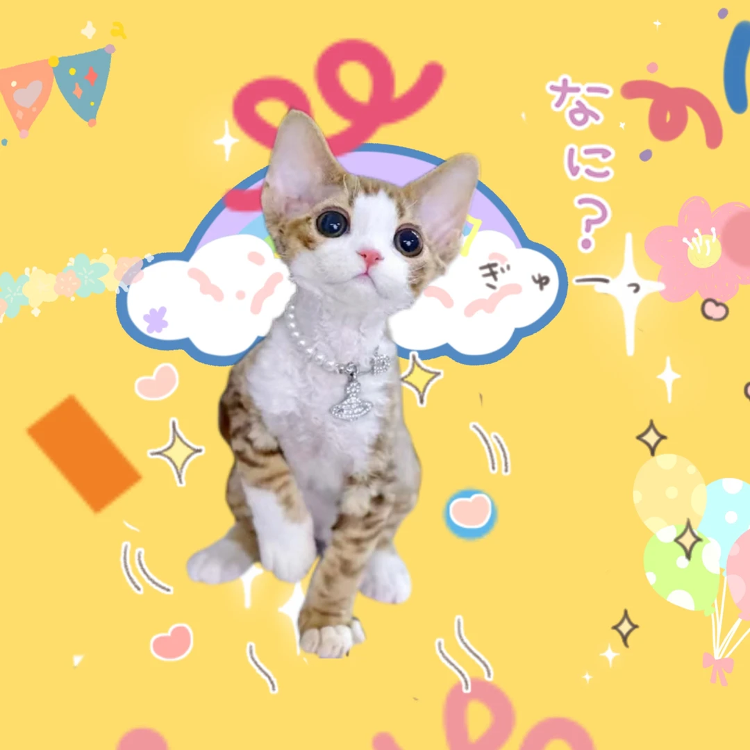 大猫er精品猫舍专属链接