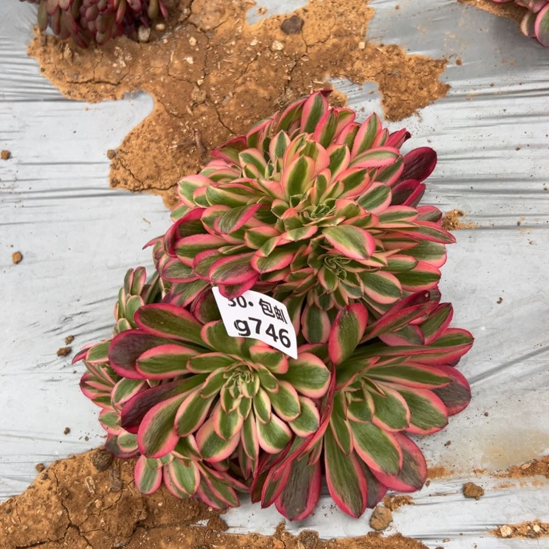 746 多肉法师女巫缀