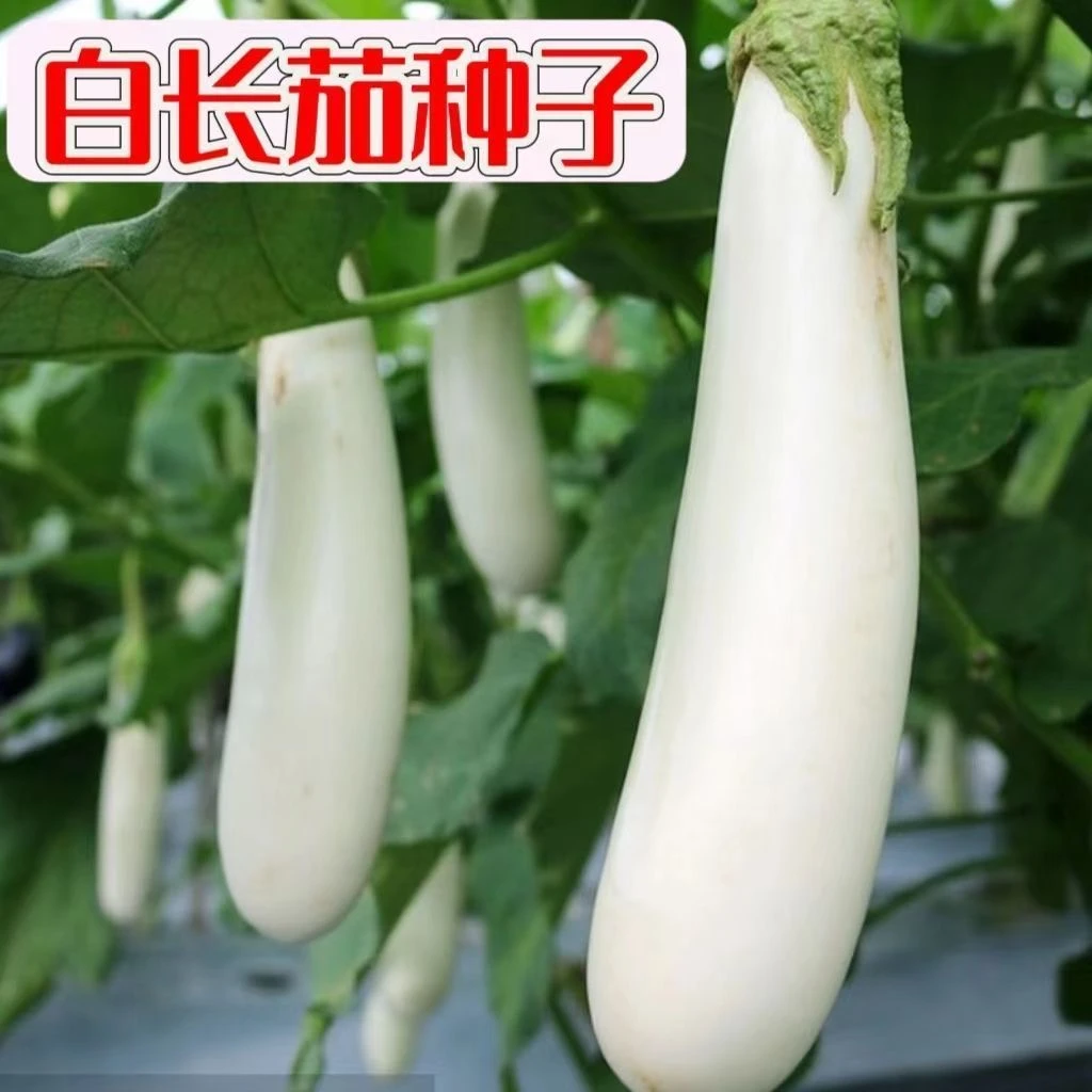 白长茄种子秋播种白玉雪白茄子种籽春农家菜园庭院阳台盆栽白茄子