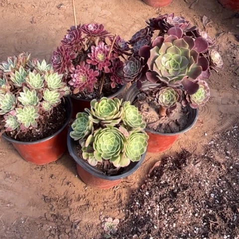 727多肉植物组合，