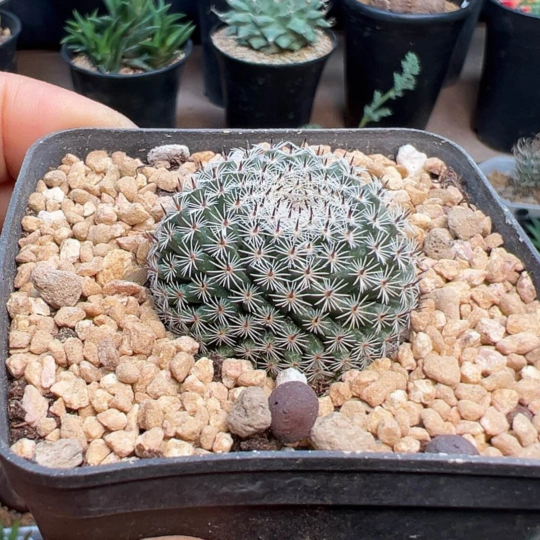 孤刺恋山彦实生球一颗