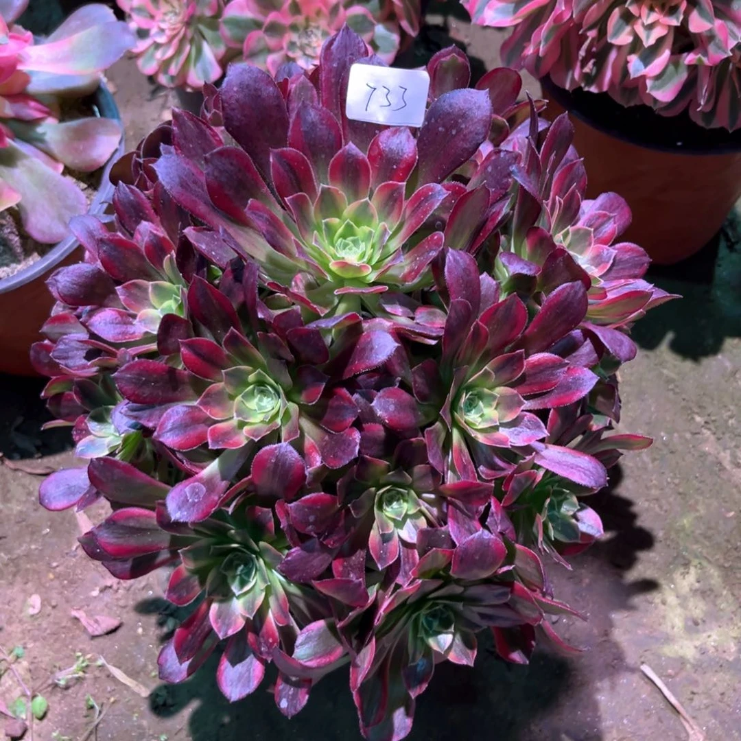 多肉植物安娜733