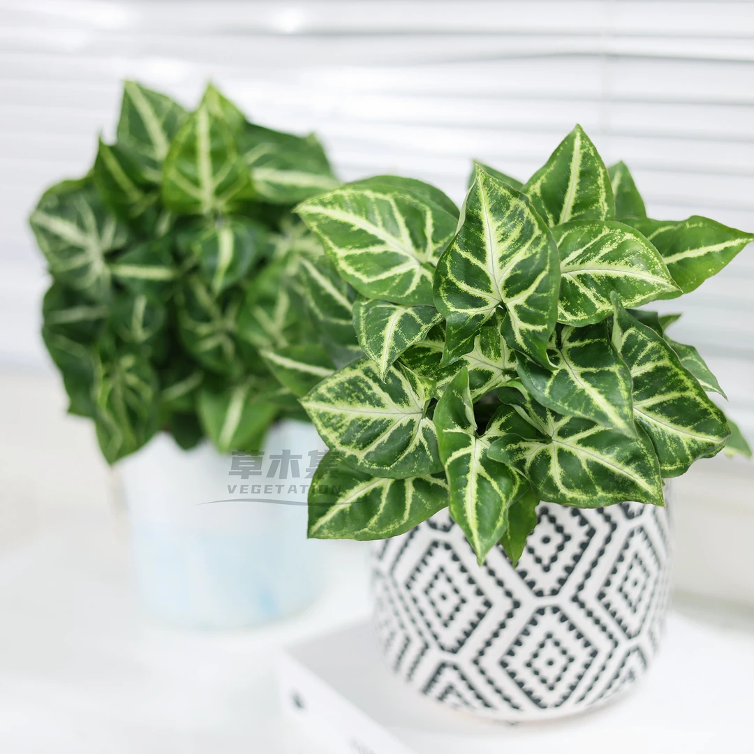 《草木集｜蓝/绿精灵合果芋》舞裙似深海珊瑚，轻拂着幽蓝绸幕。