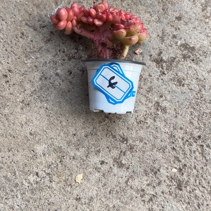王***.一物一拍苹果花多肉4