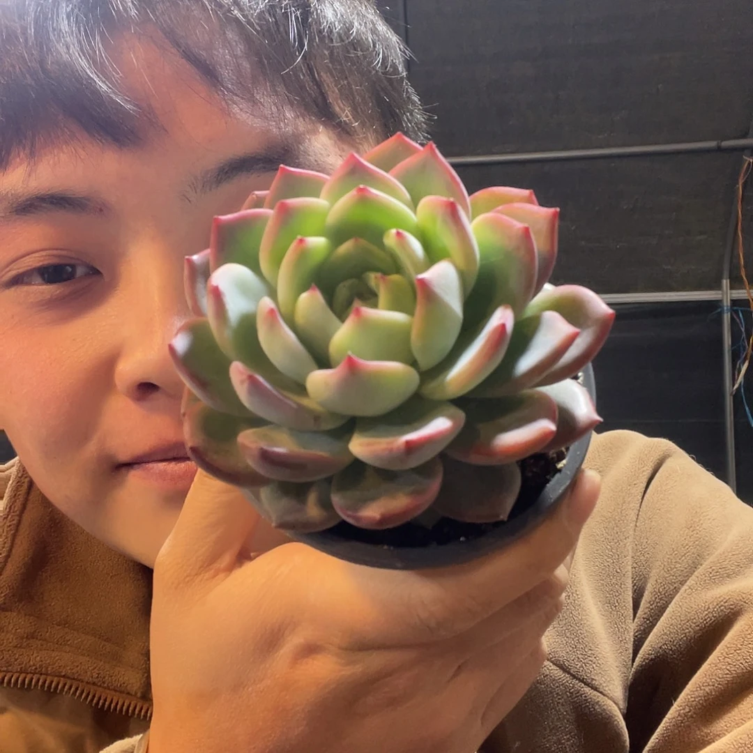 红鸾满20包邮脱土发货