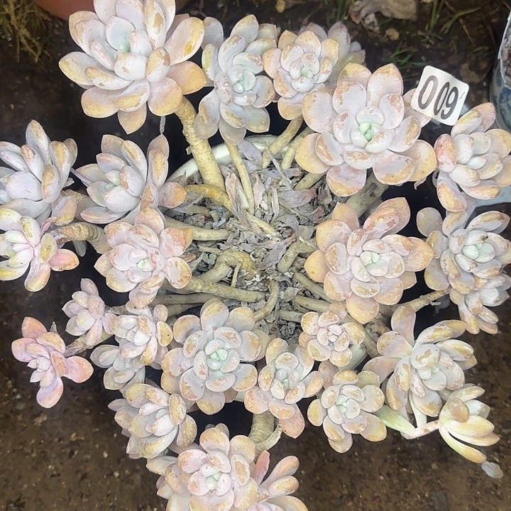 紫***英多肉植物一物一拍克洛伊332