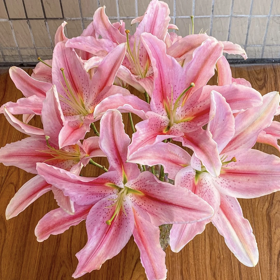 【罗迪香水百合】养护简单家居办公室优质家庭插花鲜花速递包邮