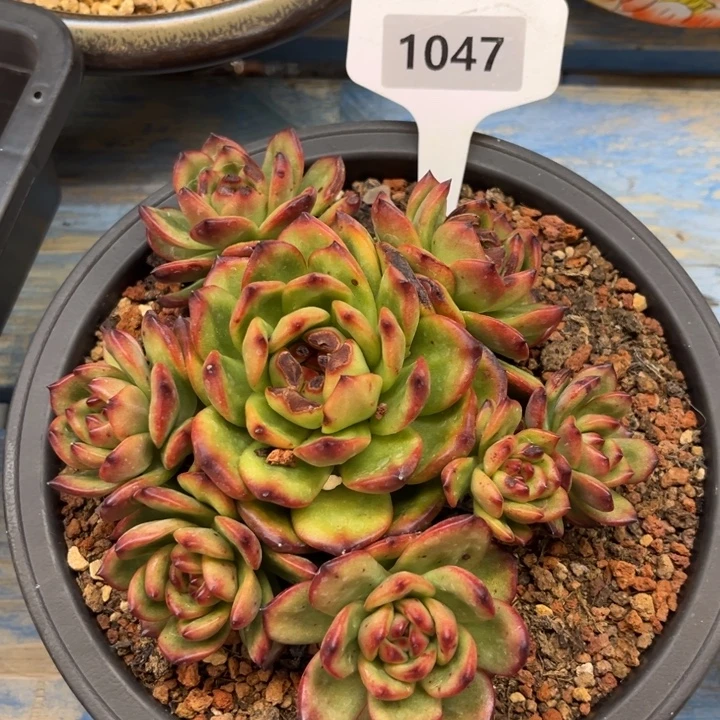 1047手捧TM 满36包邮发货