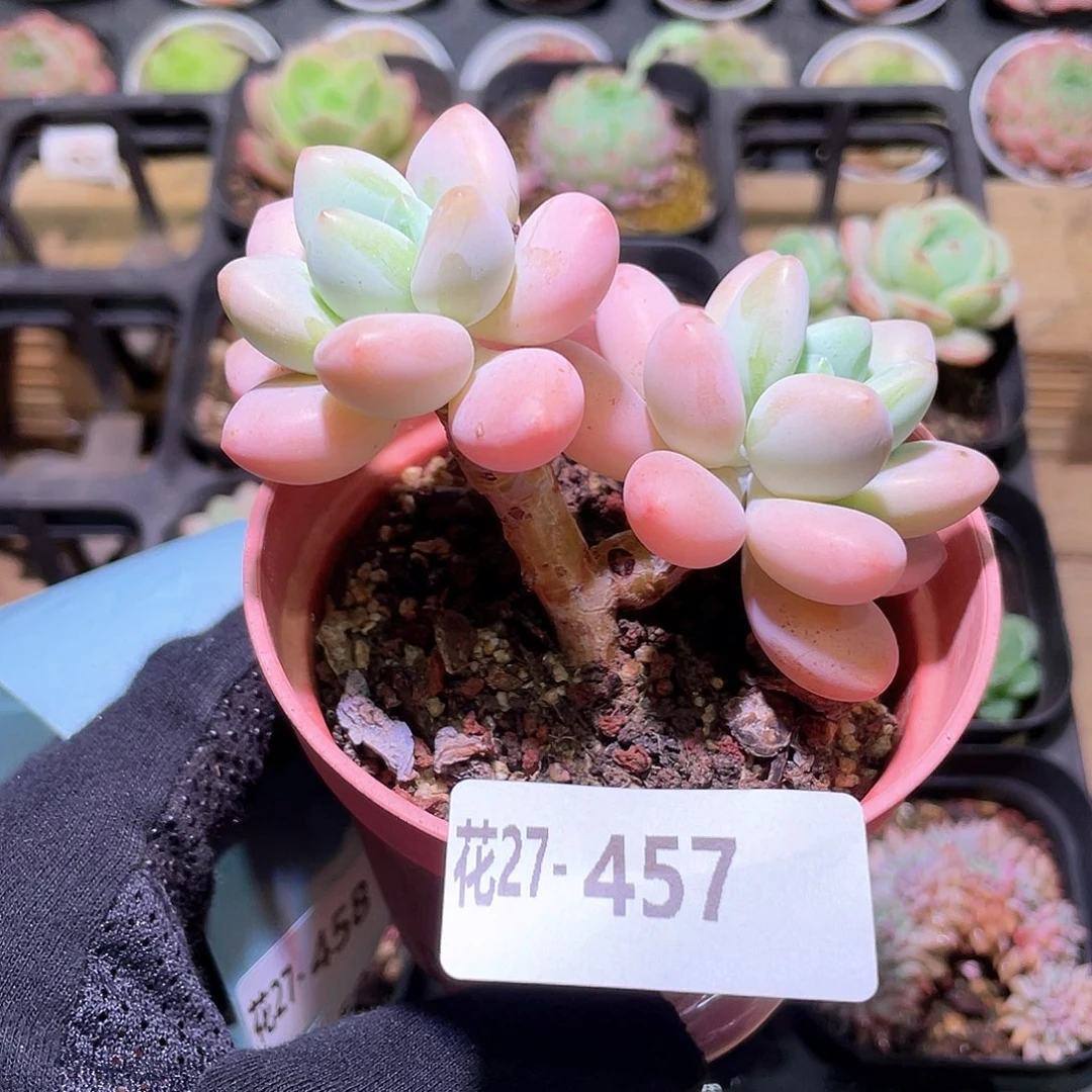 花利美27-457洛神
