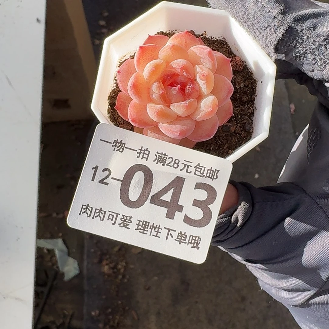 紫霜无盆土发货无盆