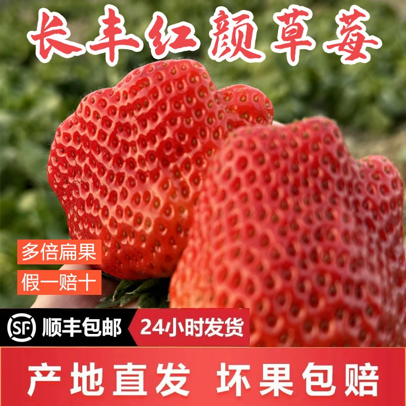 安徽长丰多倍体草莓红颜奶油畸形大扁果新鲜丑草莓水果现摘现发