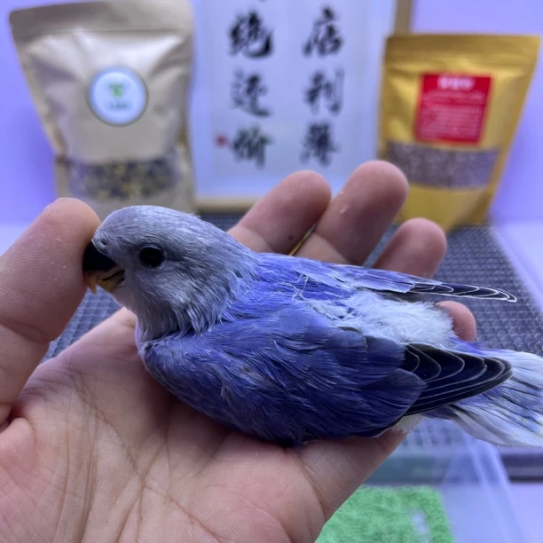 精品高纯紫闪公K98588-桃面鹦鹉