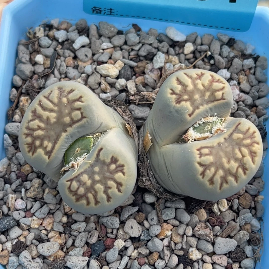 6981双头柠檬菊一颗