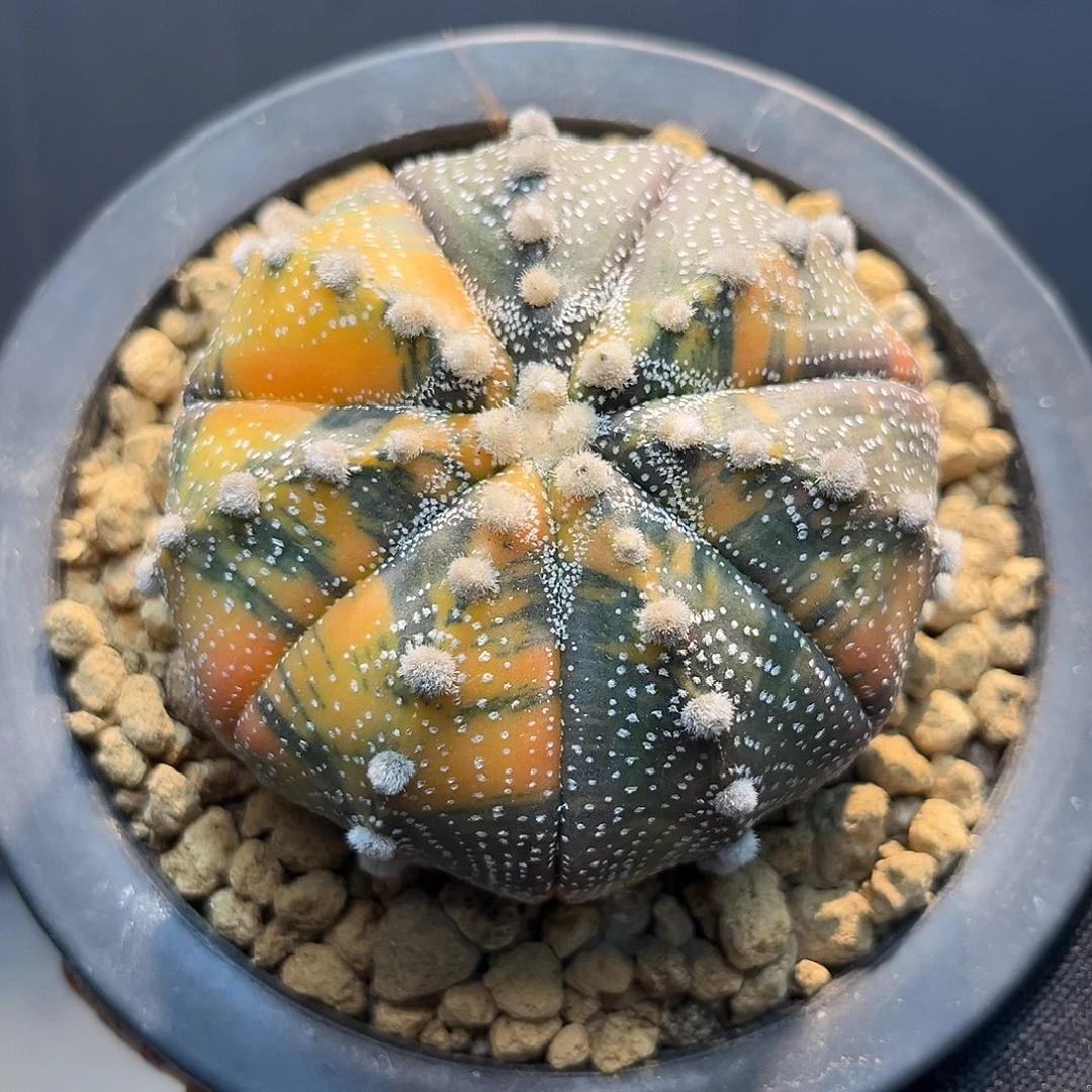 兜锦Zzzzzzzzzzzzzz