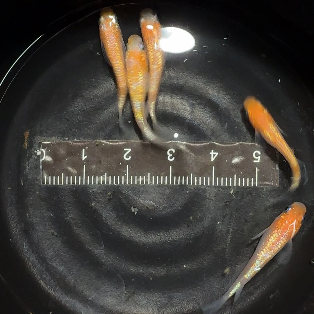青鳉鱼018海王星王华一碗