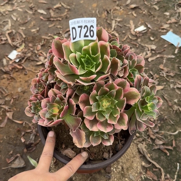 香妃……多肉植物……