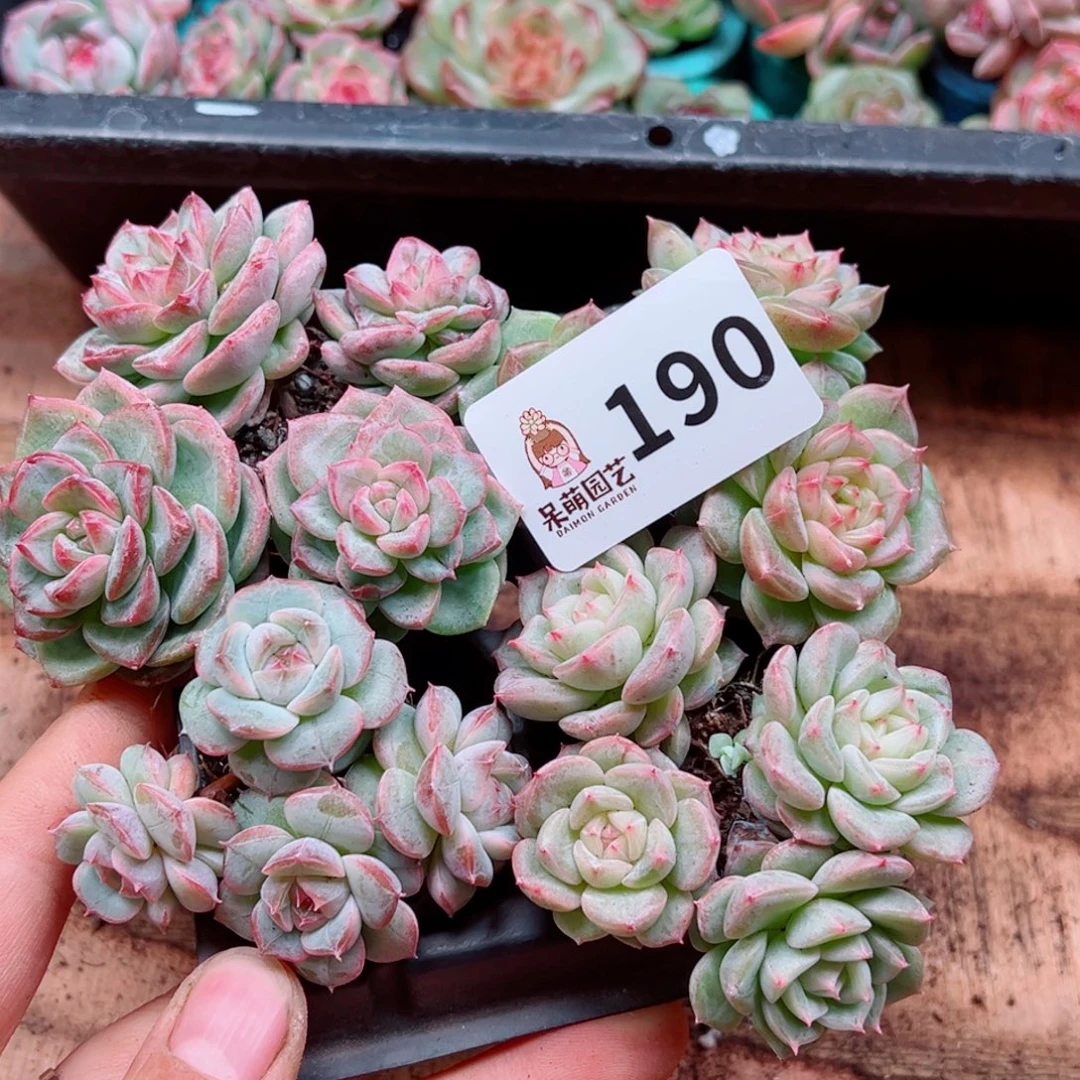 溺****多肉植物多肉植物