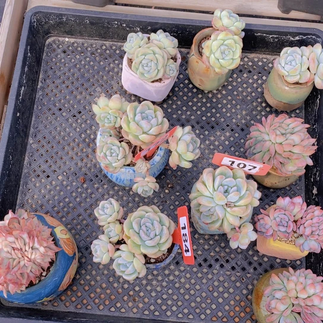 何***清172 107 184多肉植物