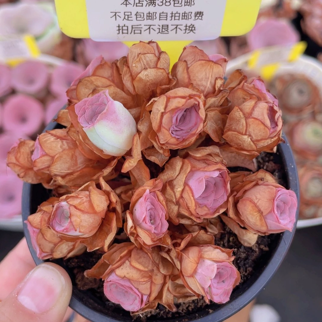 山地玫瑰342满38包邮裸根发货