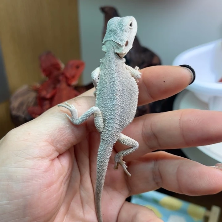 鬃狮蜥超白妹妹呀