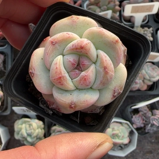 75新品珍妮多肉植物多