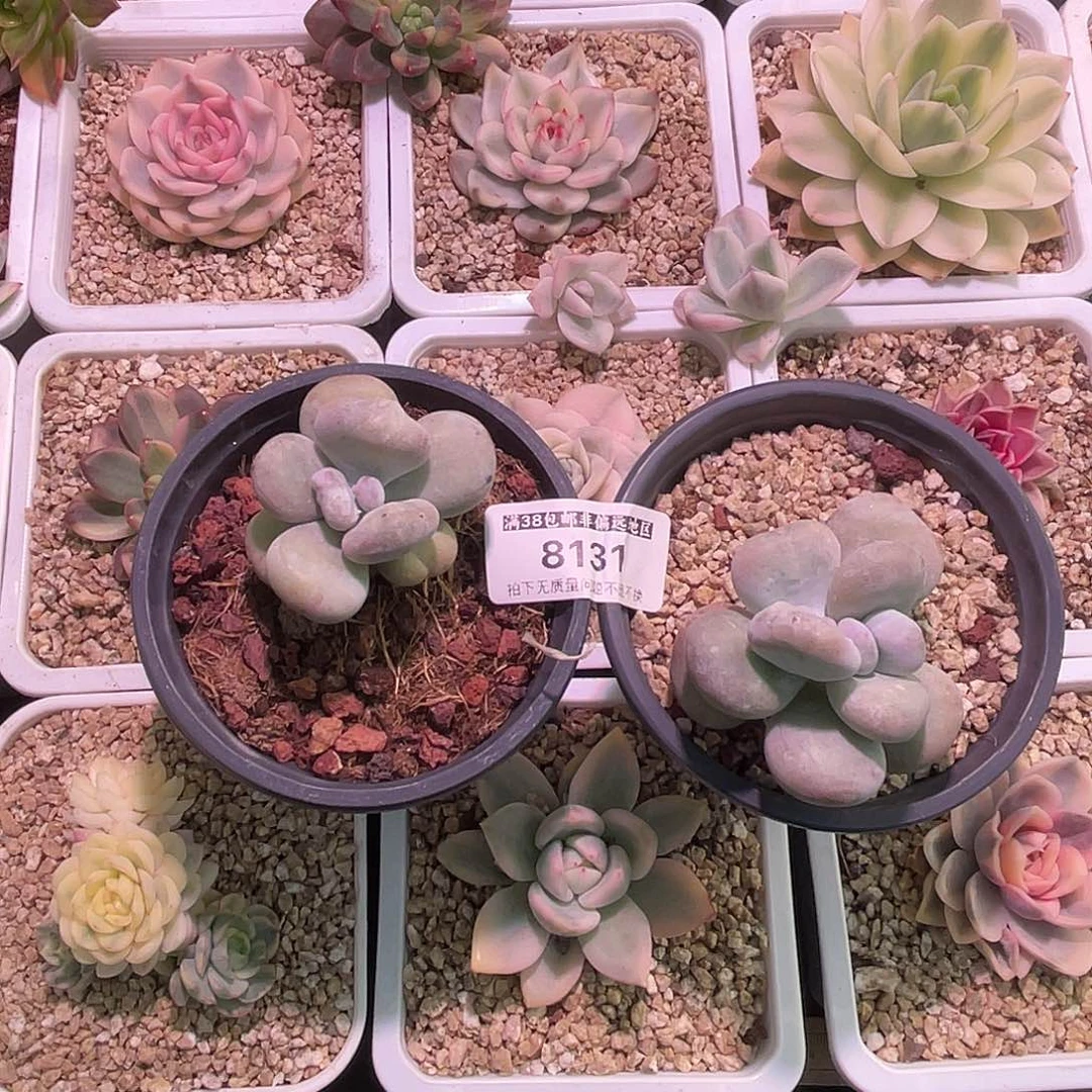 韩***韩尚品园艺福利锦一组8131