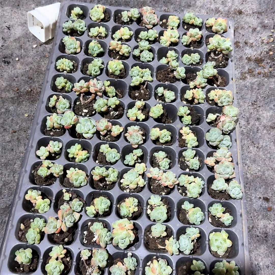 虫虫一物一拍专拍链接