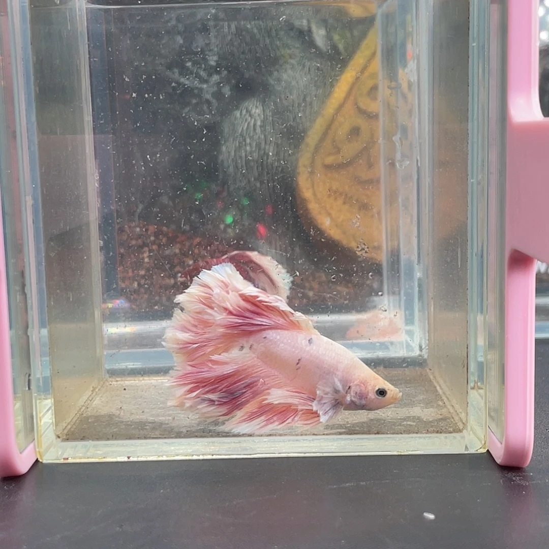 斗鱼45号14早绣球hmpk