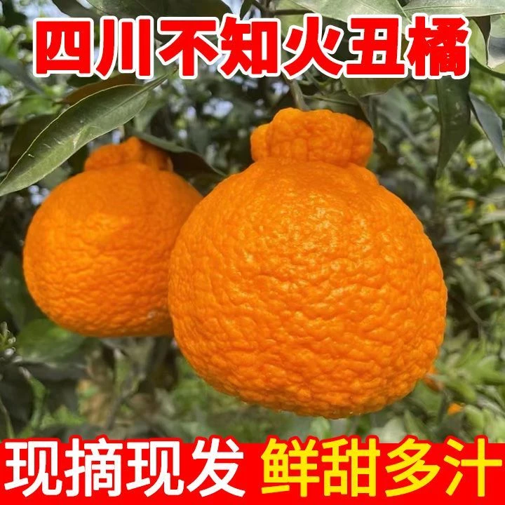 四川不知火丑橘新鲜蜜桔子当季孕妇水果耙耙柑产地直发3-8斤装