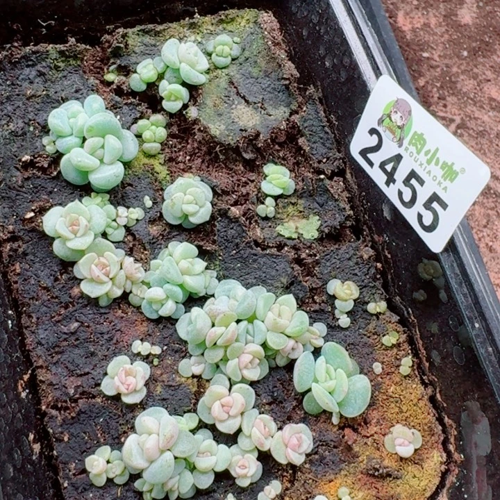 芬***邓多肉植物多肉植物