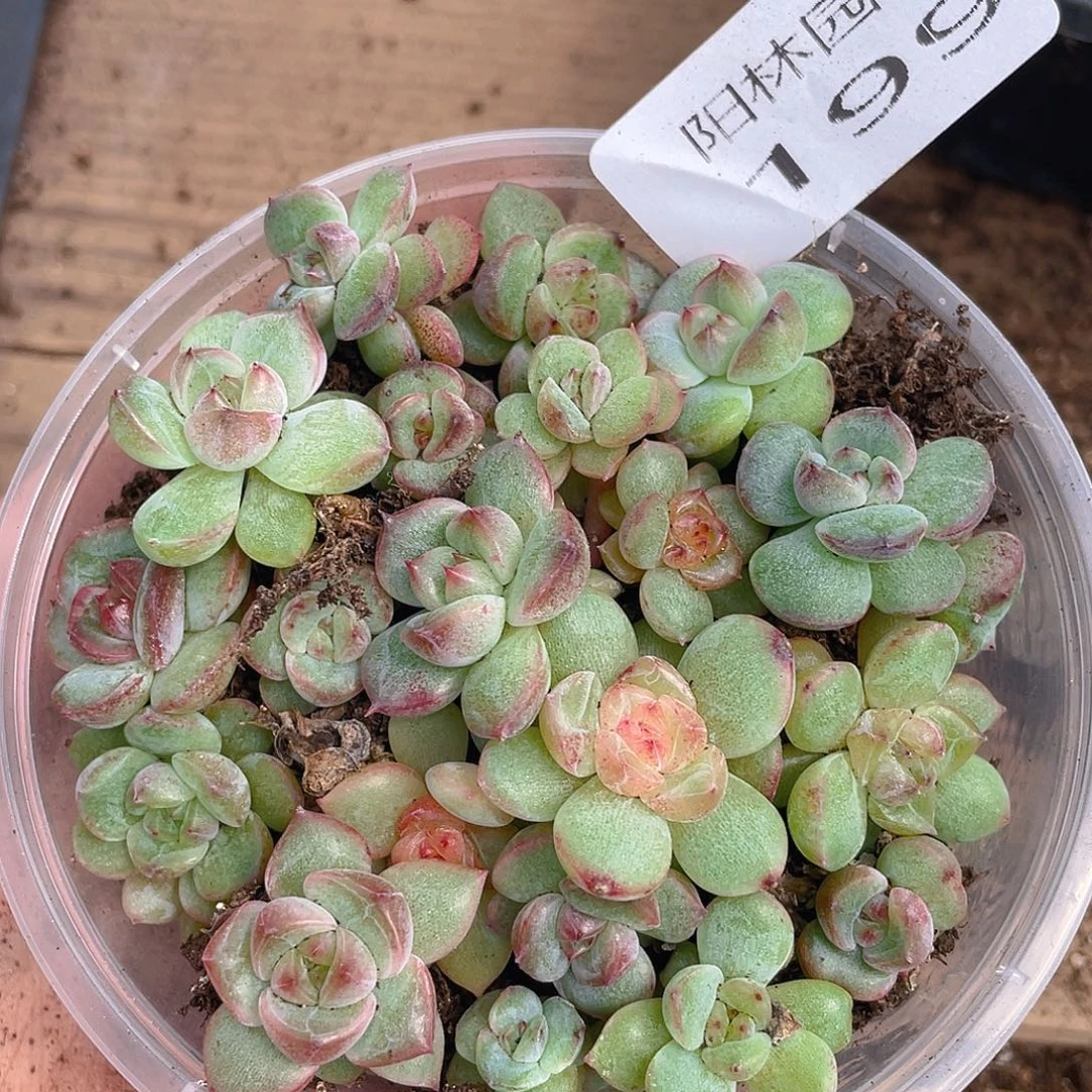 多肉植物多肉植物199