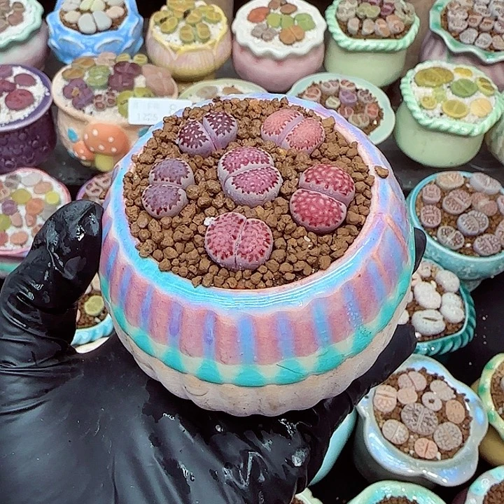 生石花满18包邮1225-14