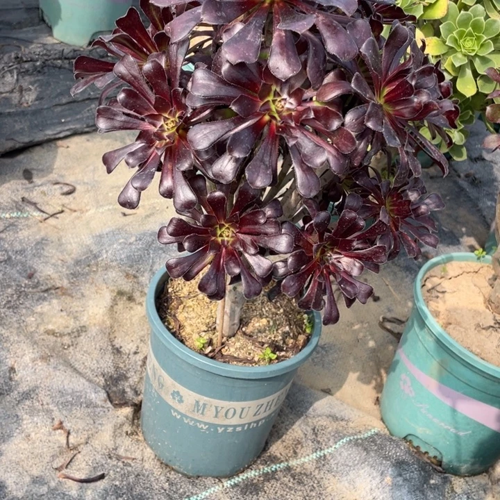 36墨法师多肉多肉植物