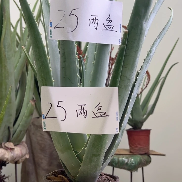 无花朵2盆盆栽，2袋肥料