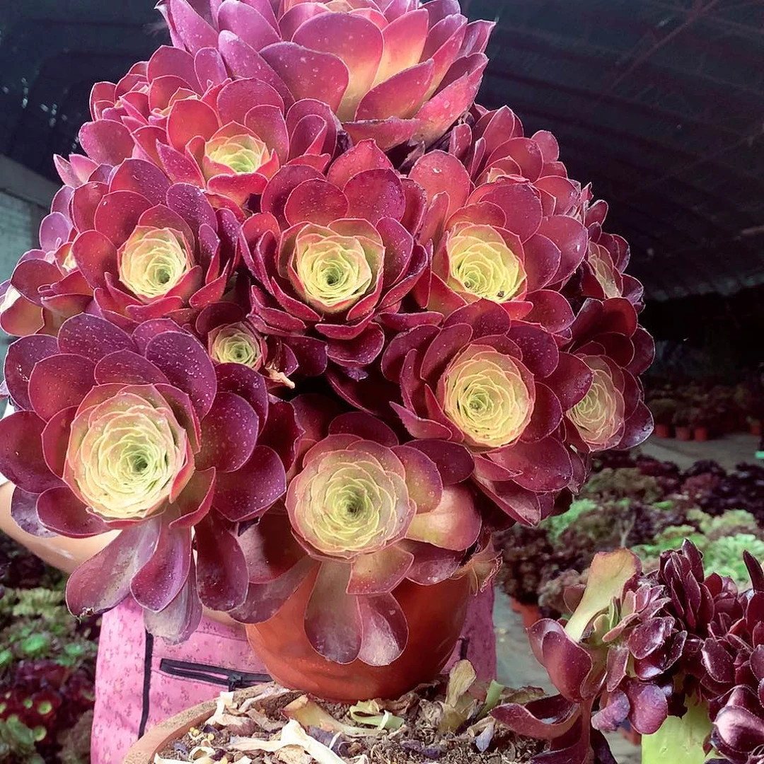 无花朵柒哥多肉法师不包侧断枝 媚金玫瑰