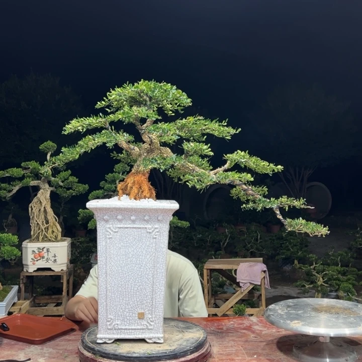 惠***司无花朵广东皱皮雀舌黄杨