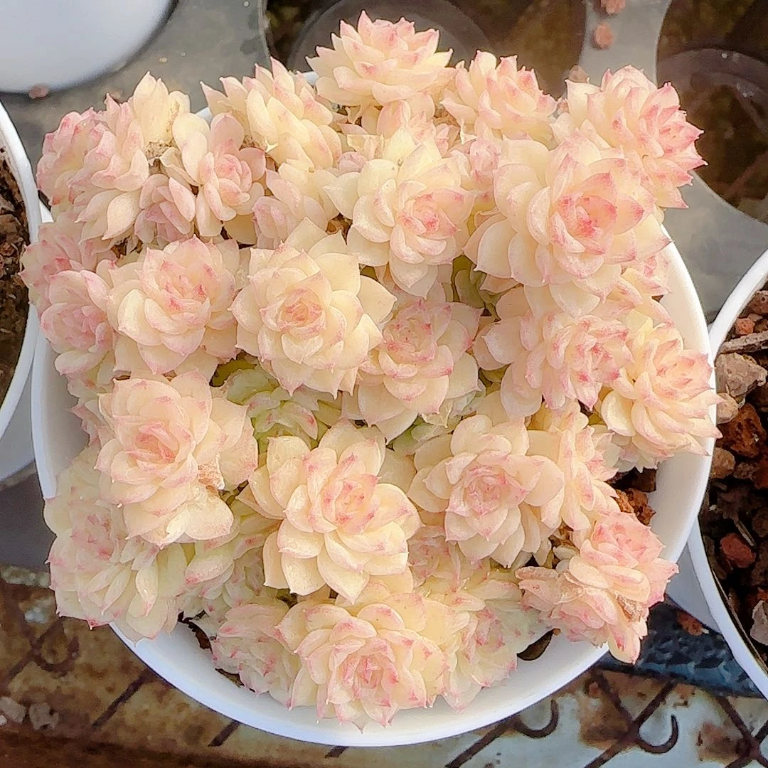 1117-64（优选麦秆）