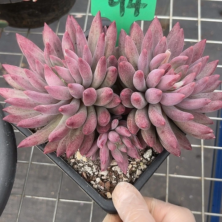 两单包邮，一物一拍金鱼姬94