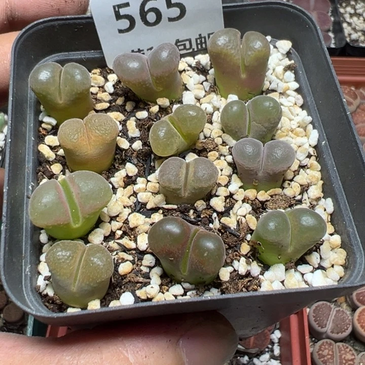 【闪购商品】 565。