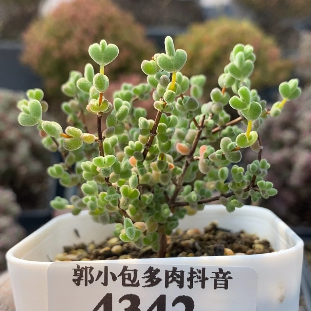 实生莱斯4342枝干番杏