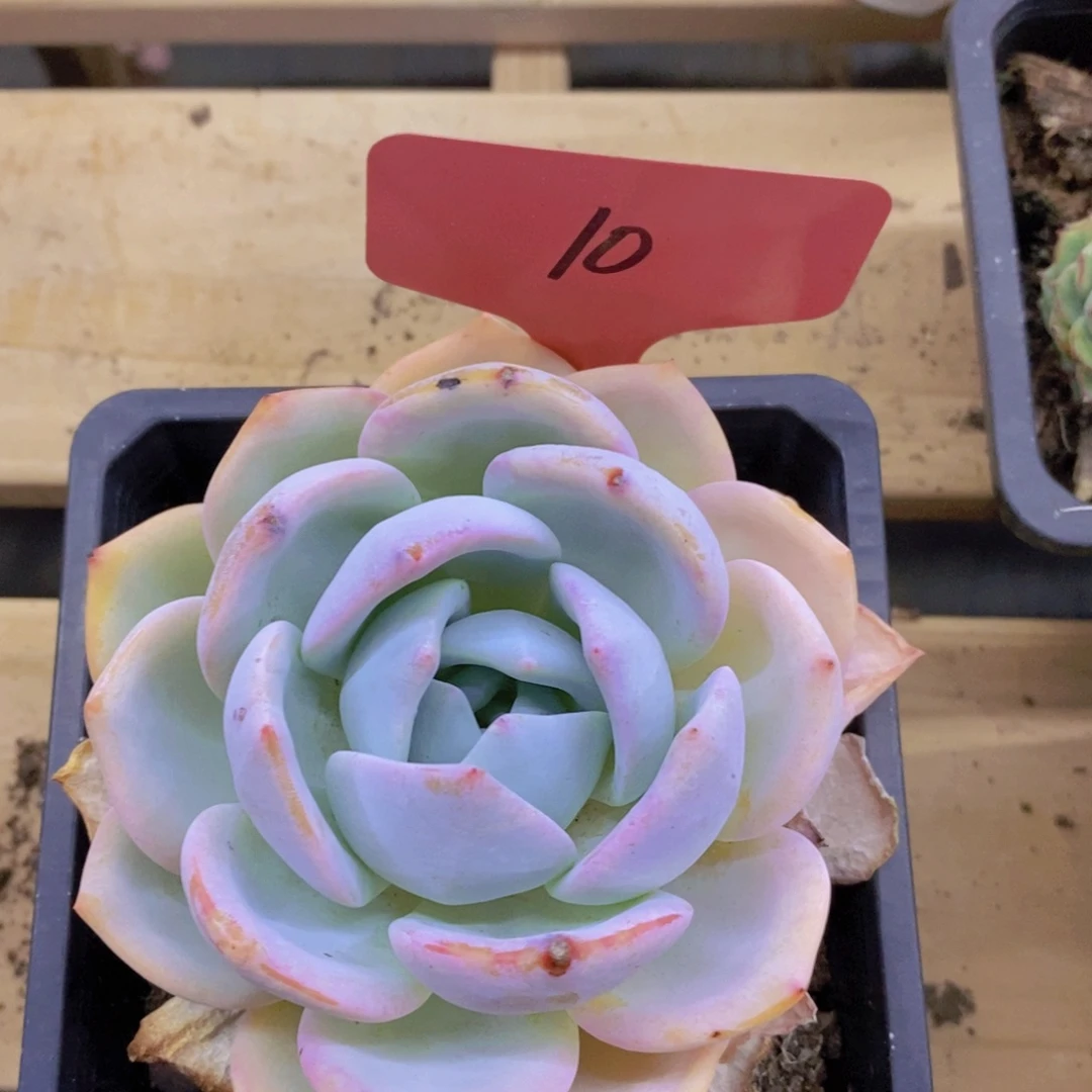 货，专场，一物一拍，不对比价格