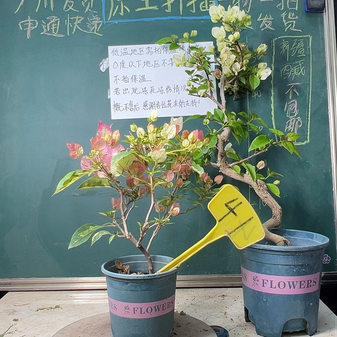 完全开放造型 金心橙白41